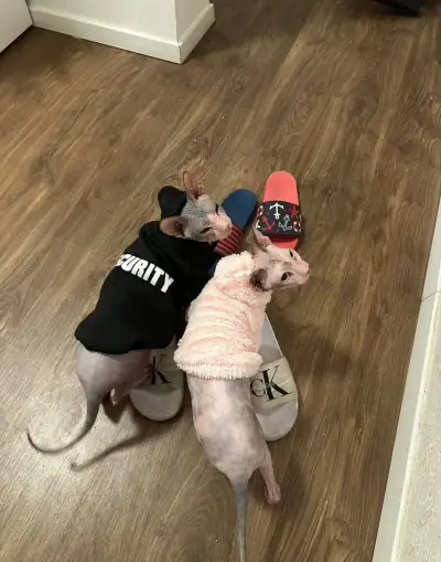 donský sphynx