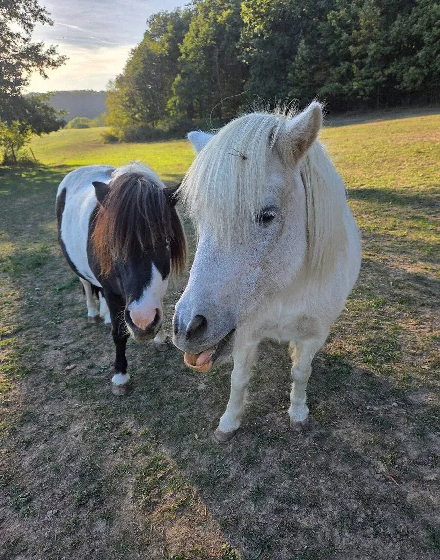 Prenájom koňa/poníka