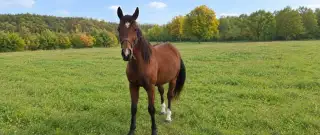 1,5 ročný QH žrebec
