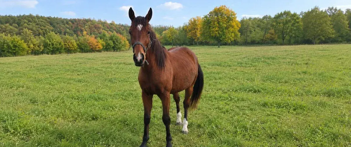 1,5 ročný QH žrebec