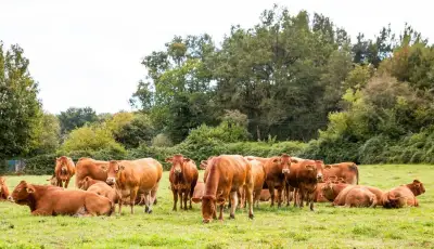 TEĽNÉ KRAVY A JALOVICE PLEMENA LIMUZÍN