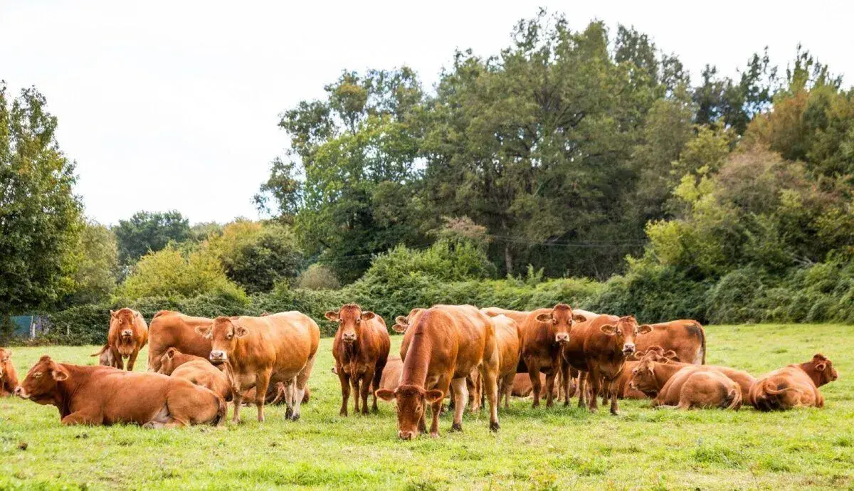 TEĽNÉ KRAVY A JALOVICE PLEMENA LIMUZÍN