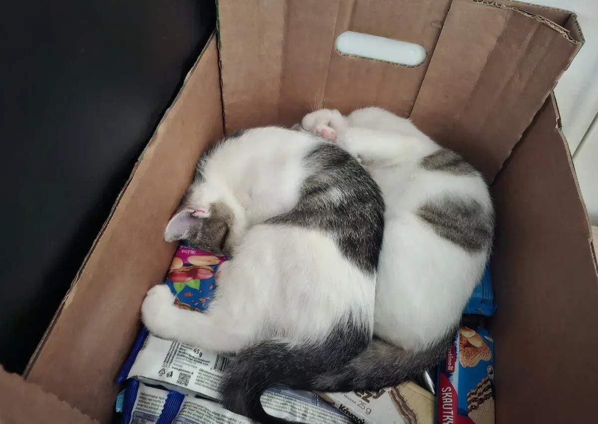 maciatka