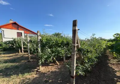 Ovocná záhrada v Leviciach