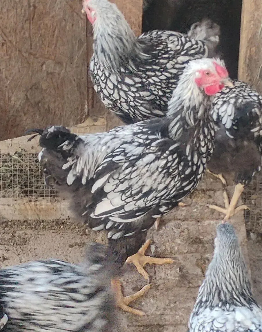 Kohuti wyandotka, veľký typ