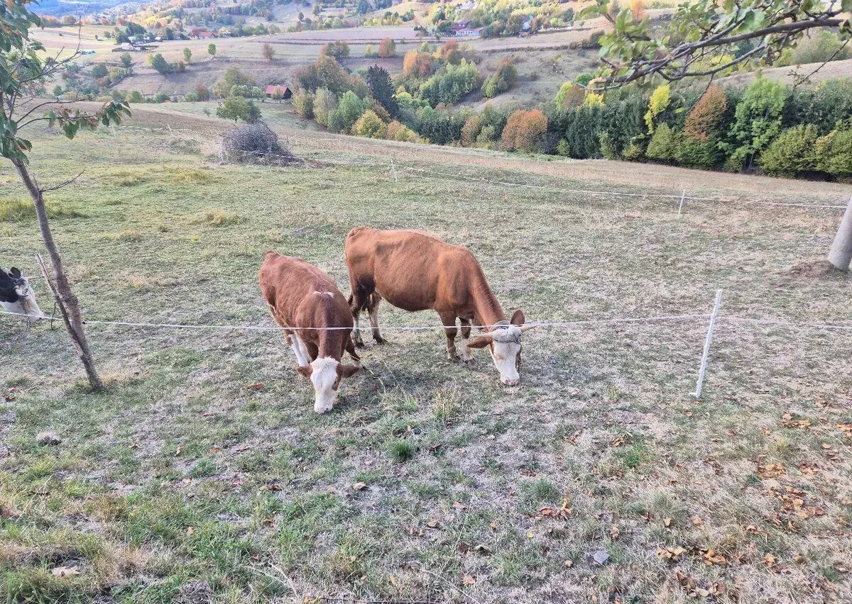 2 jalovice a kravu