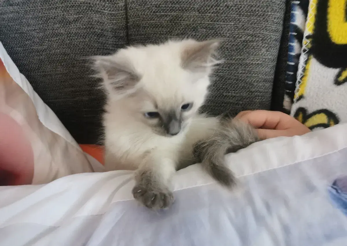Ragdoll kocúrik