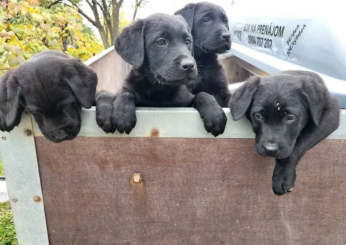 Labrador