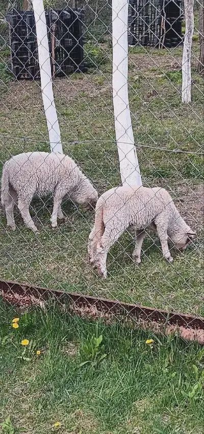 Jahňatá, ovce