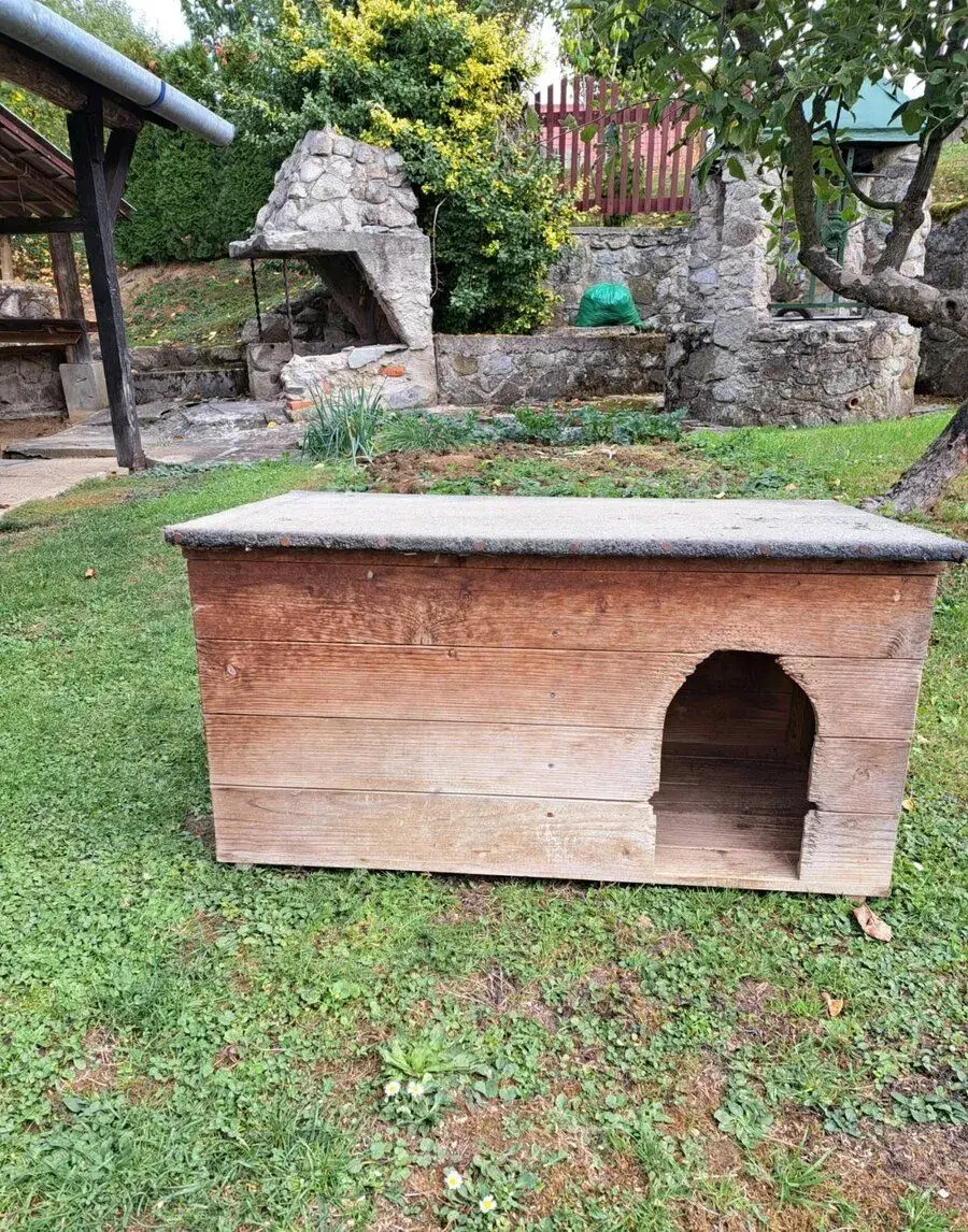 Psia búda