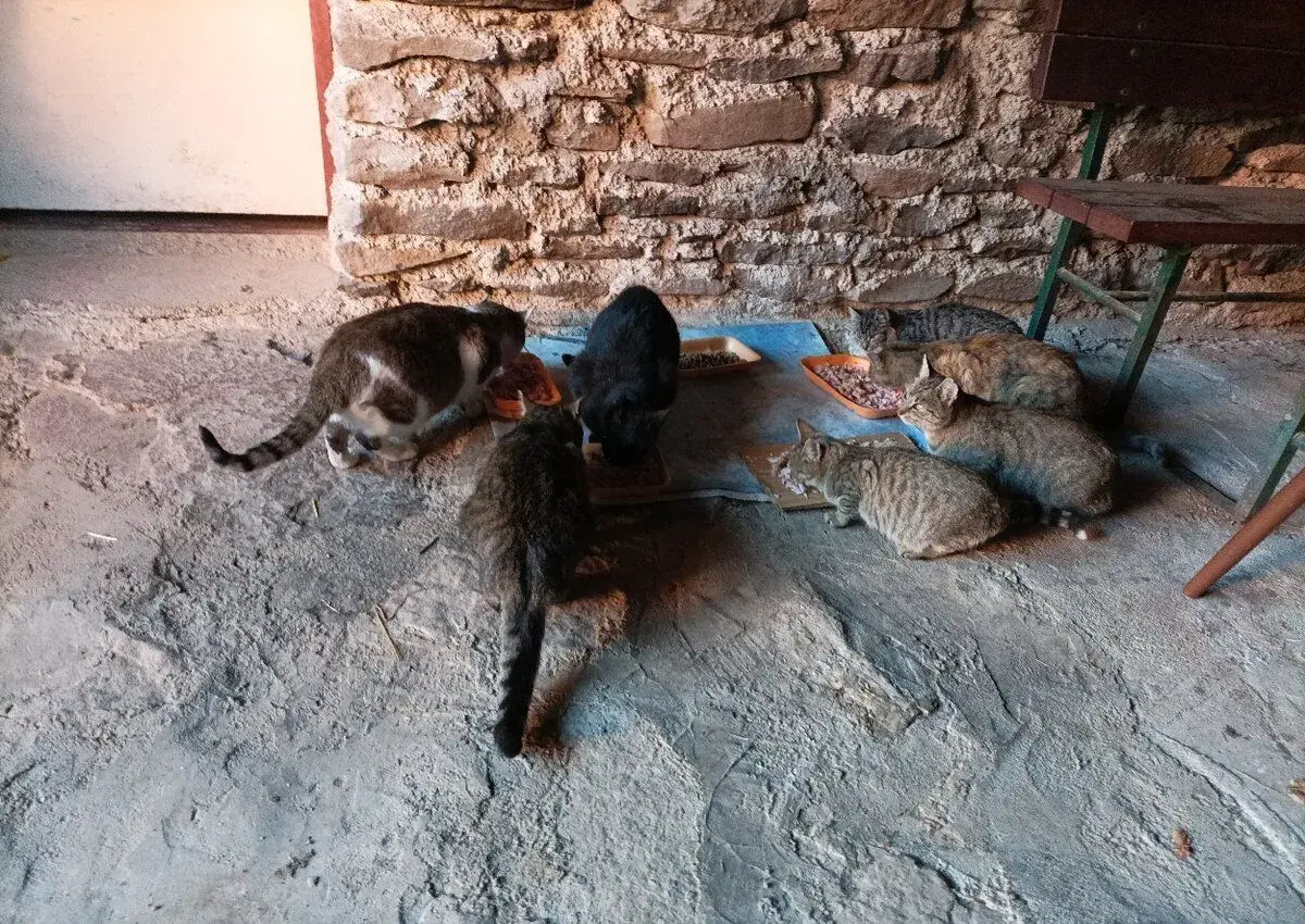 Darujem mačky (mačiatka)