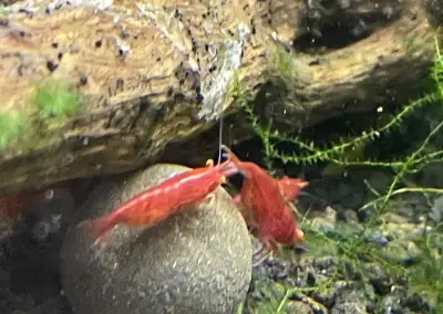 Krevetky Neocaridina Bloody marry OE