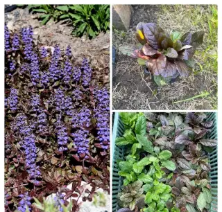 Ajuga