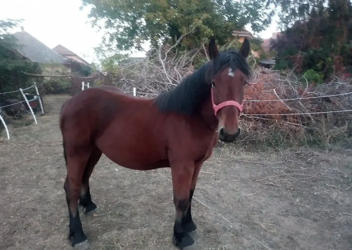 Mladú kobylu za pony