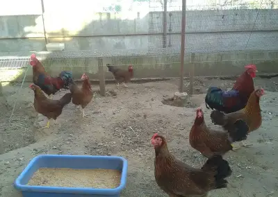 Zdrobnela Velsumka hrdzavojarabičia.