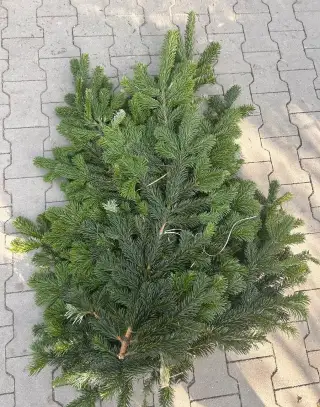 Čerstvá čečina
