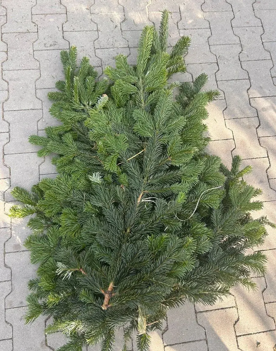 Čerstvá čečina