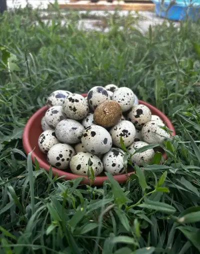 Domáce prepeličie vajíčka 🥚🌿