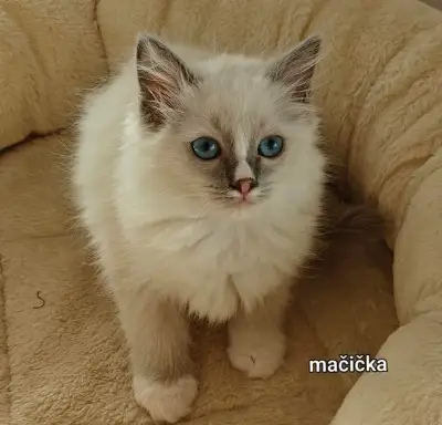 Ragdoll