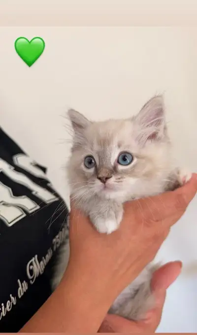 Ragdoll mačiatká