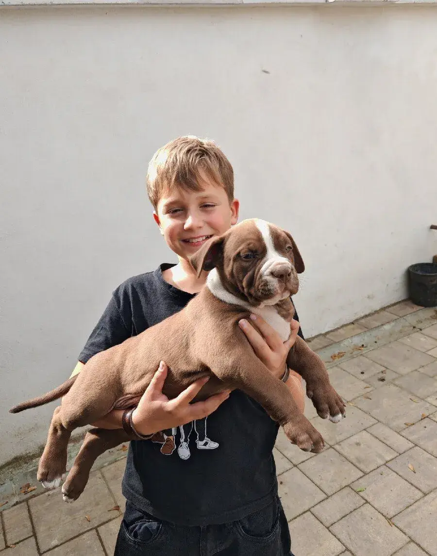 AMERICAN BULLY