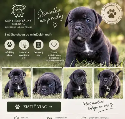 Kontinentálny buldog