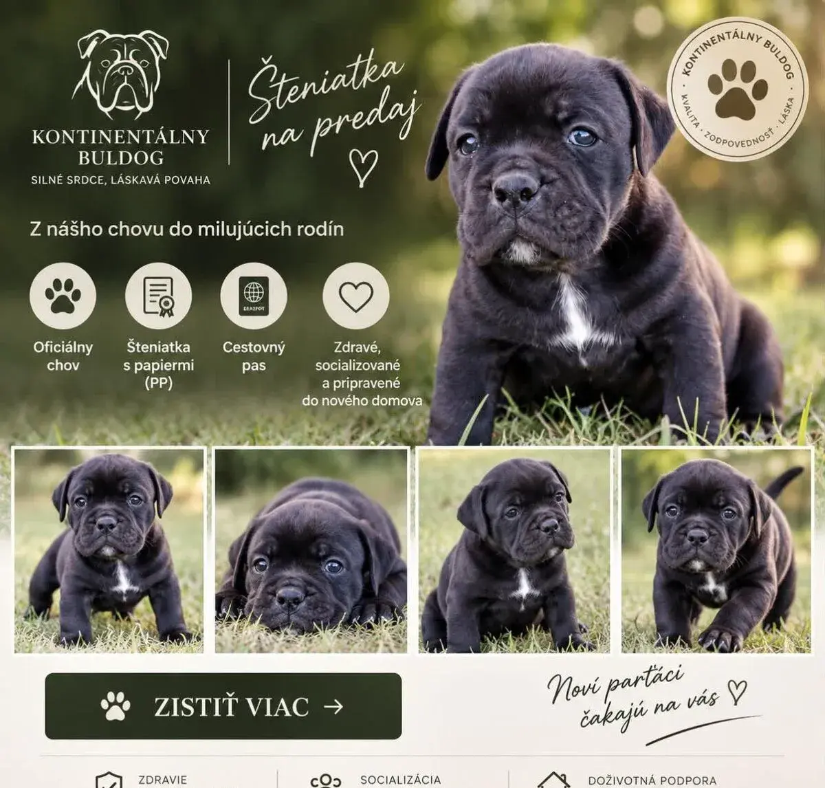 Kontinentálny buldog