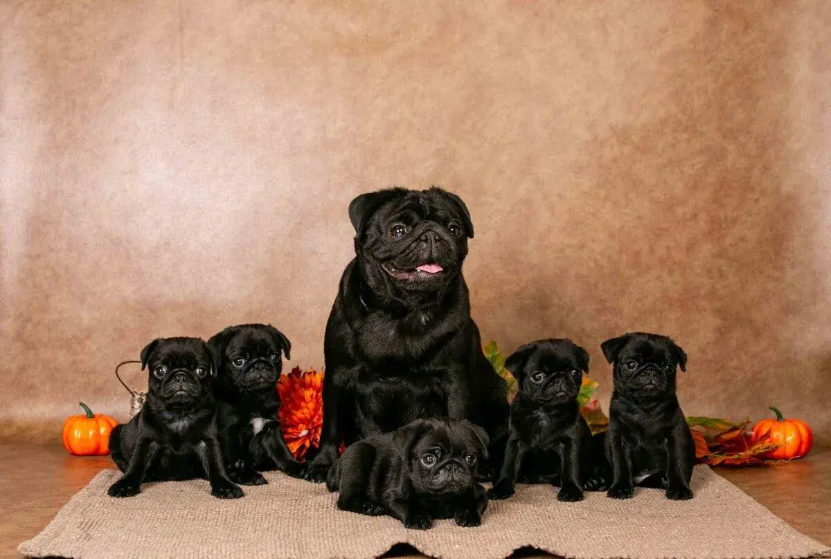 Mops s PP