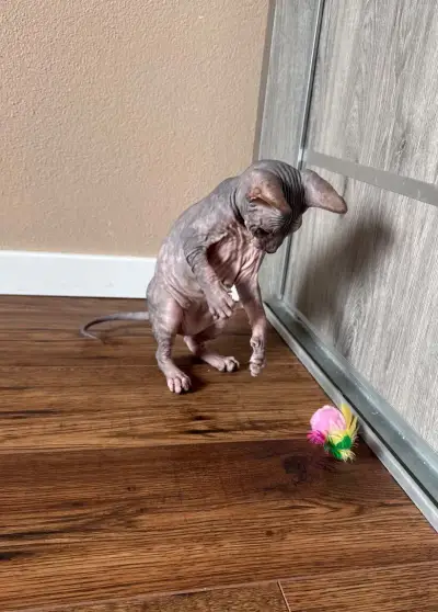 Don Sphynx s PP