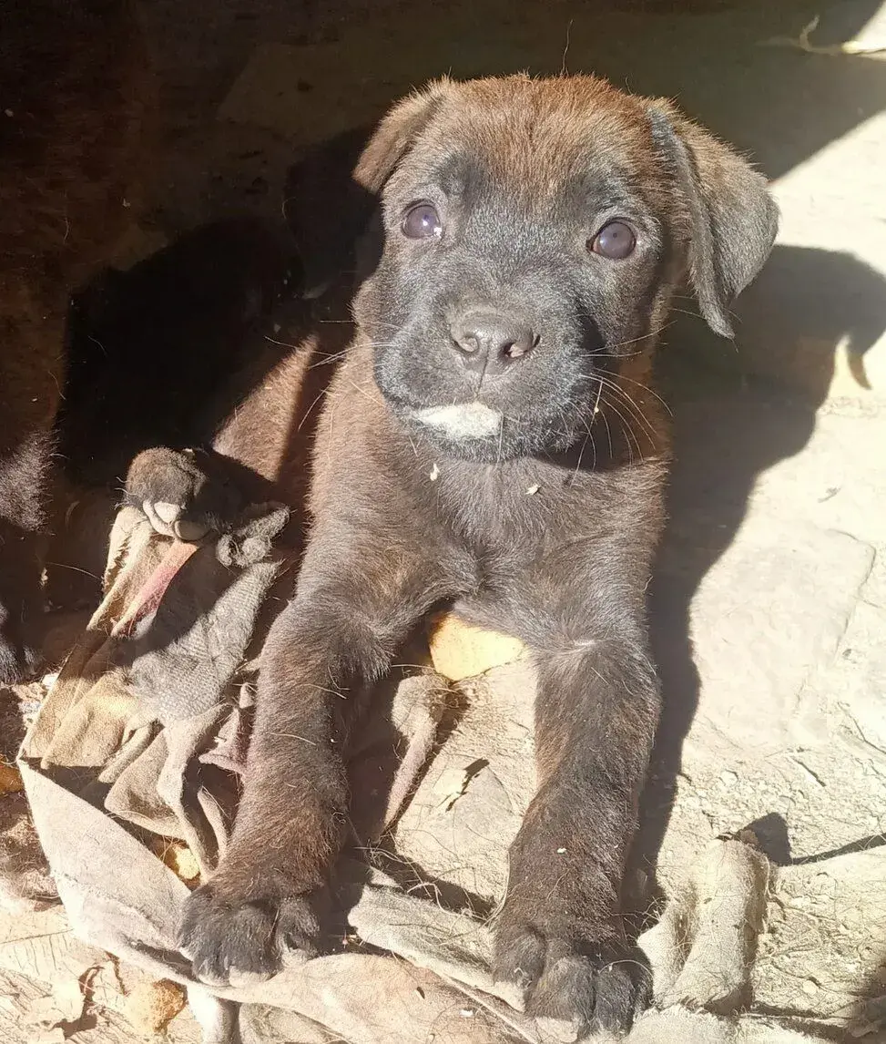 Šteniatka Cane corso
