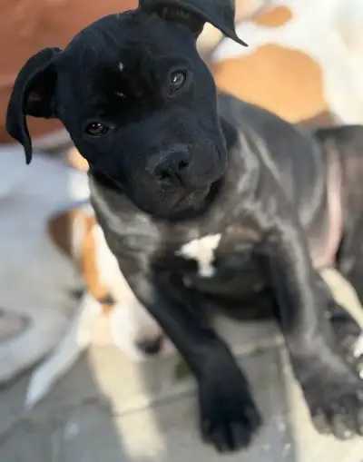 🖤🐾 POSLEDNÁ FENKA ‼️– American bully x Staford🐾🖤