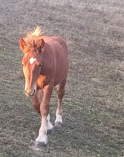 Ťažné kone