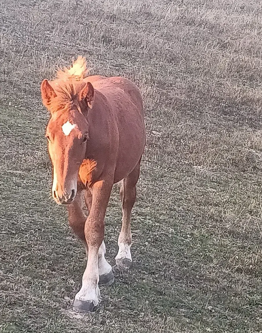 Ťažné kone