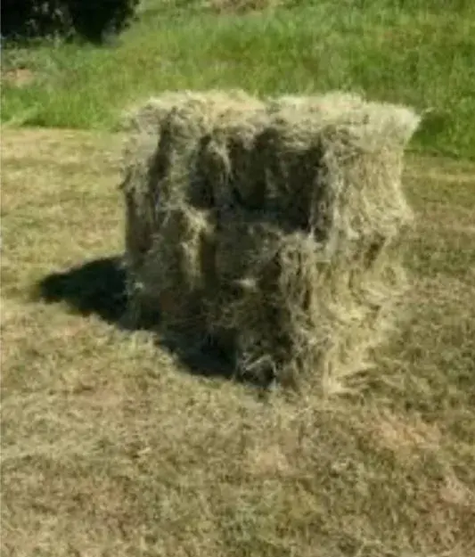 Tohtoročne seno