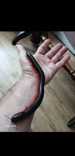 MNOHONOŽKY Alienostreptus bicoloripes