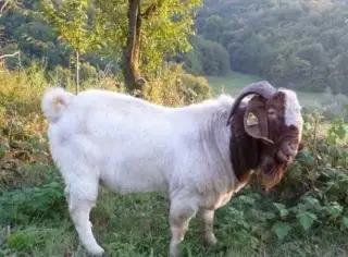 Burskeho capa