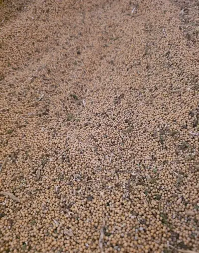 Horčicu bielu, pšenicu