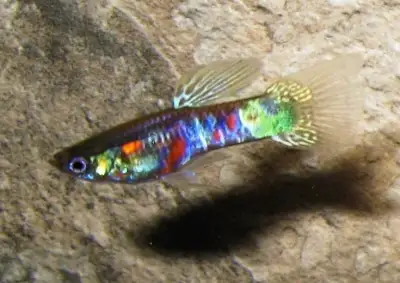 Guppy Ginga rubra