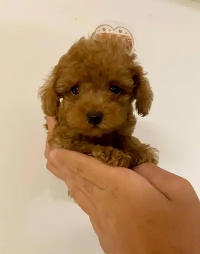 Teacup/toy pudel