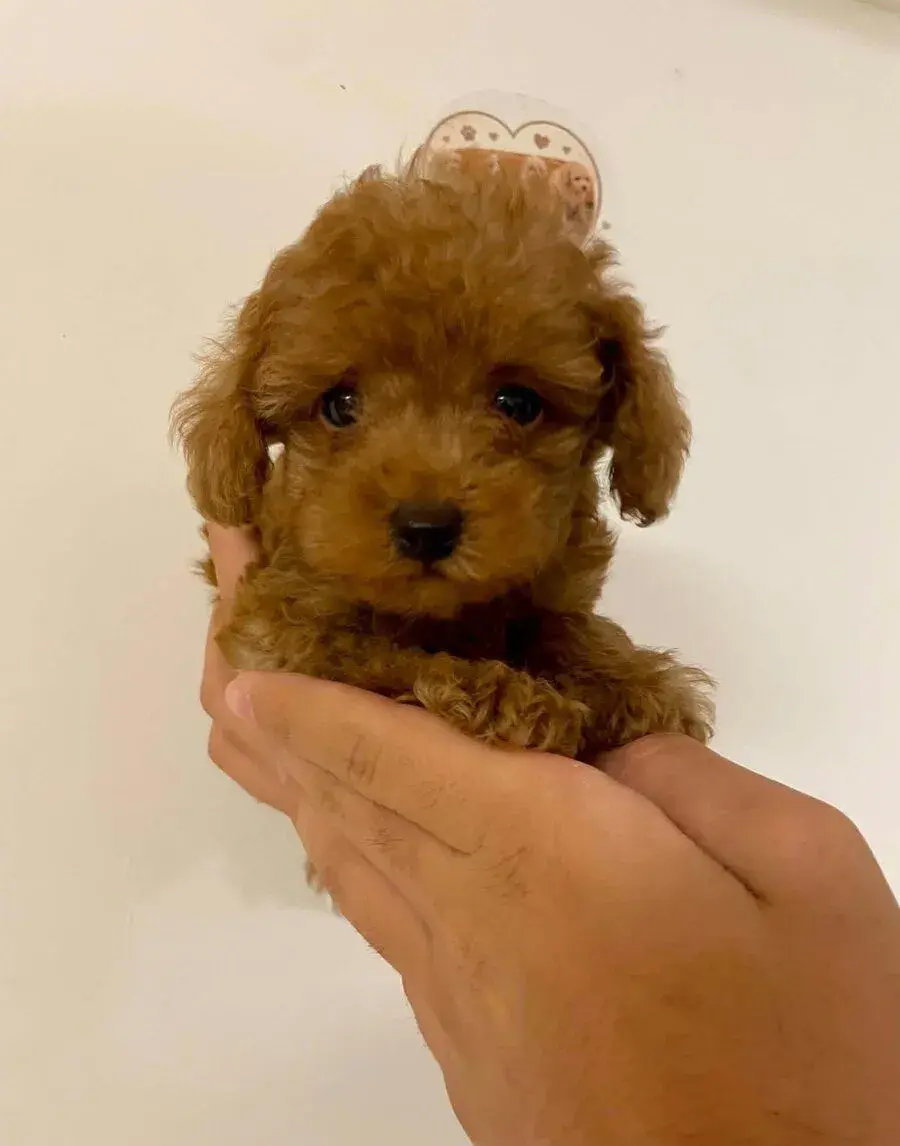 Teacup/toy pudel