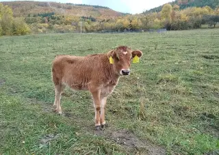 Jersey jalovica