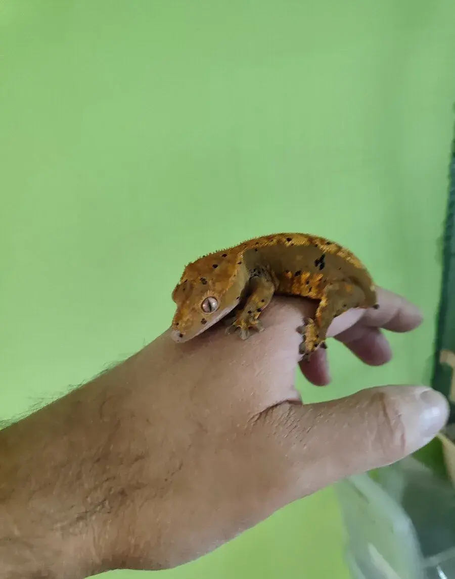 Pagekon riasnaty