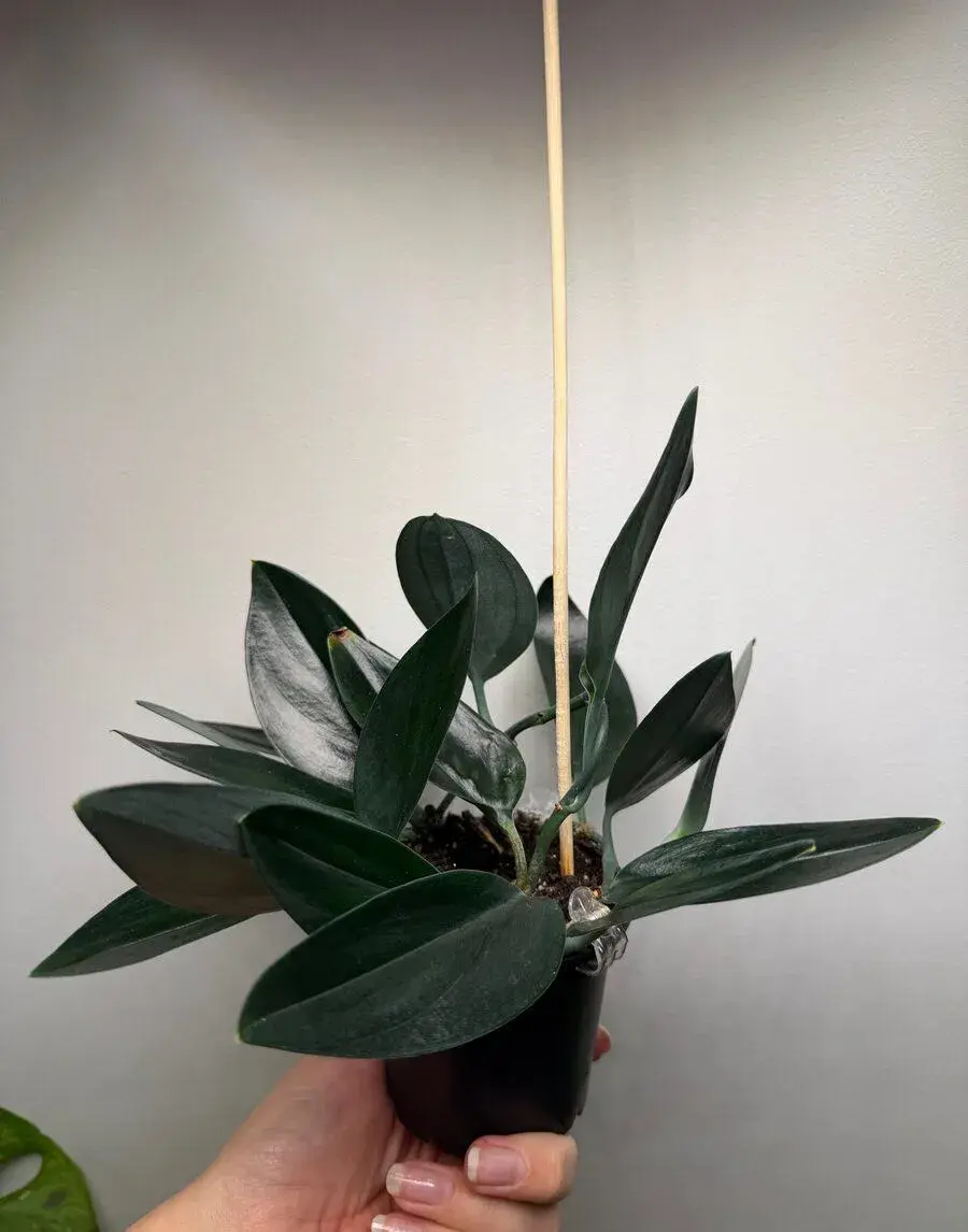 Scindapsus dark form