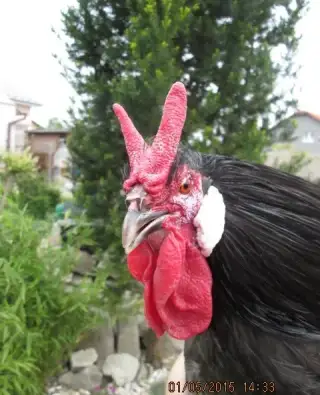 Kohúty do chovu i na mäso