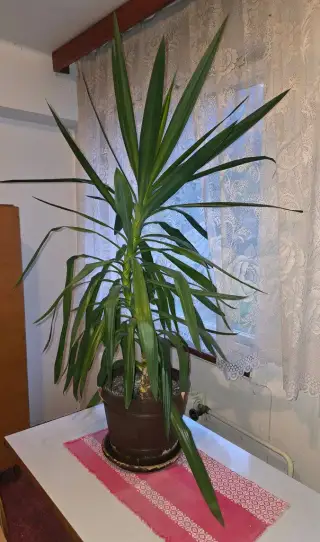 IZBOVU JUKU