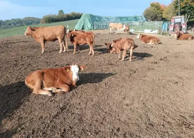 • Na predaj: zástavový dobytok (telce/býčky/jalovičky) 200-300kg