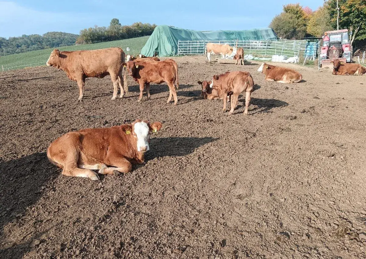 • Na predaj: zástavový dobytok (telce/býčky/jalovičky) 200-300kg