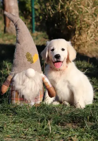 Zlatý retriever/ Golden retriever