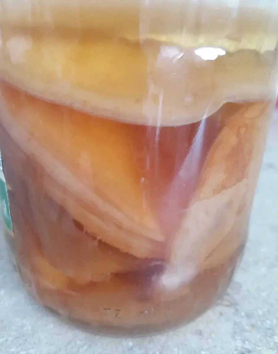 Kombucha huba