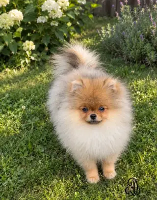 Pomeranian